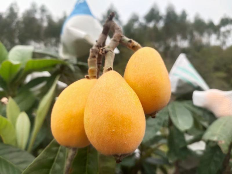 枇杷膏