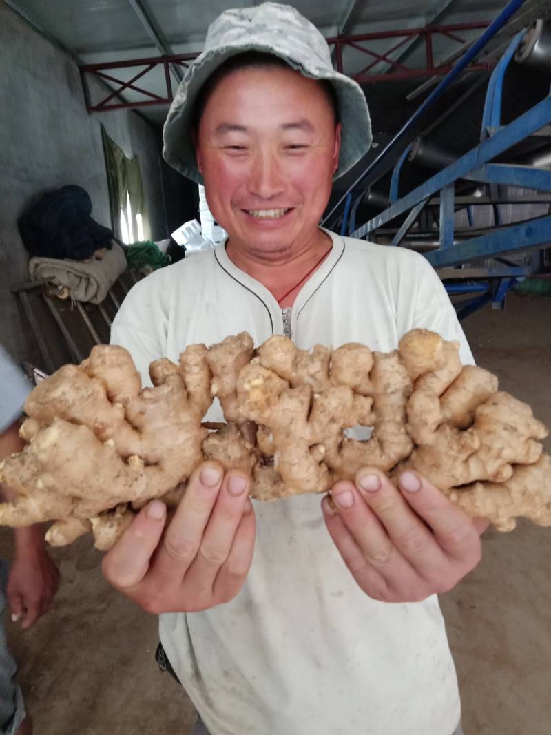 生姜山东小黄姜品质保证诚信经营全国代发货