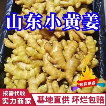 生姜山东小黄姜品质保证诚信经营全国代发货