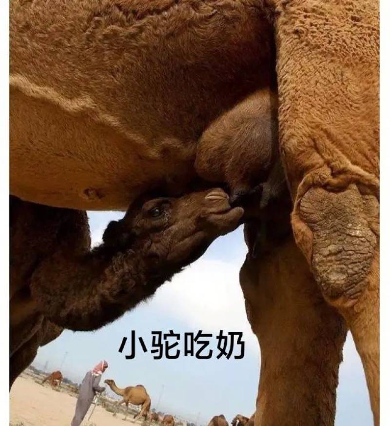 生鲜骆驼奶3斤3瓶包邮当日现挤纯驼奶顺丰空运快递速达
