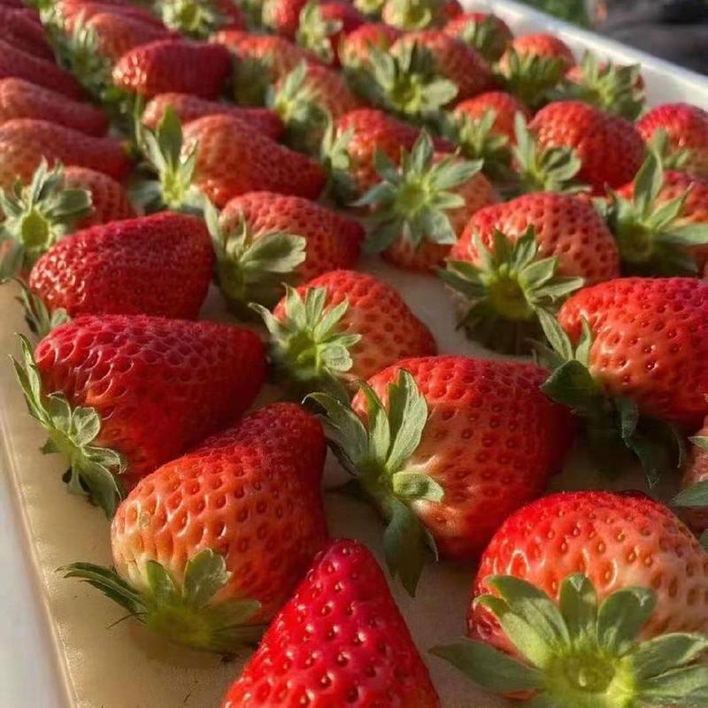 【基地现挖】甜查理草莓苗，精品山东泰安岱岳草莓苗育苗基地