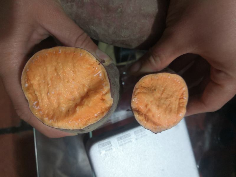 云霄沙地红心蜜薯