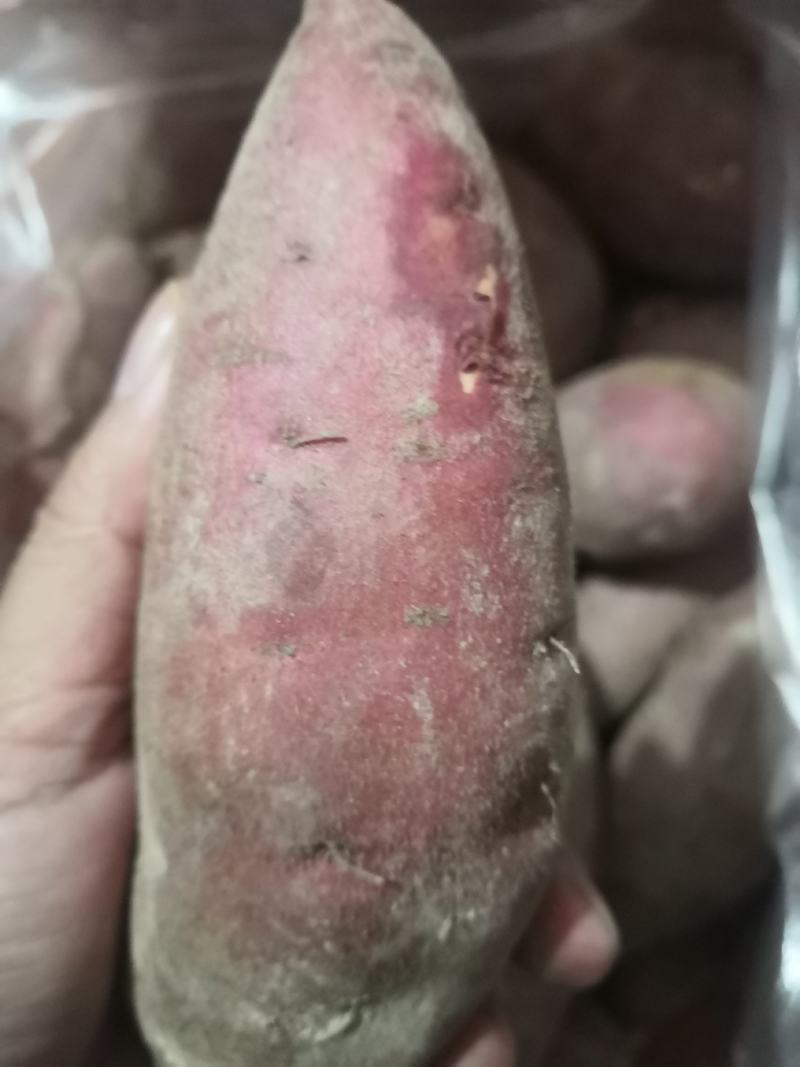 云霄沙地红心蜜薯