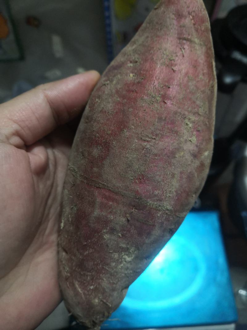 云霄沙地红心蜜薯