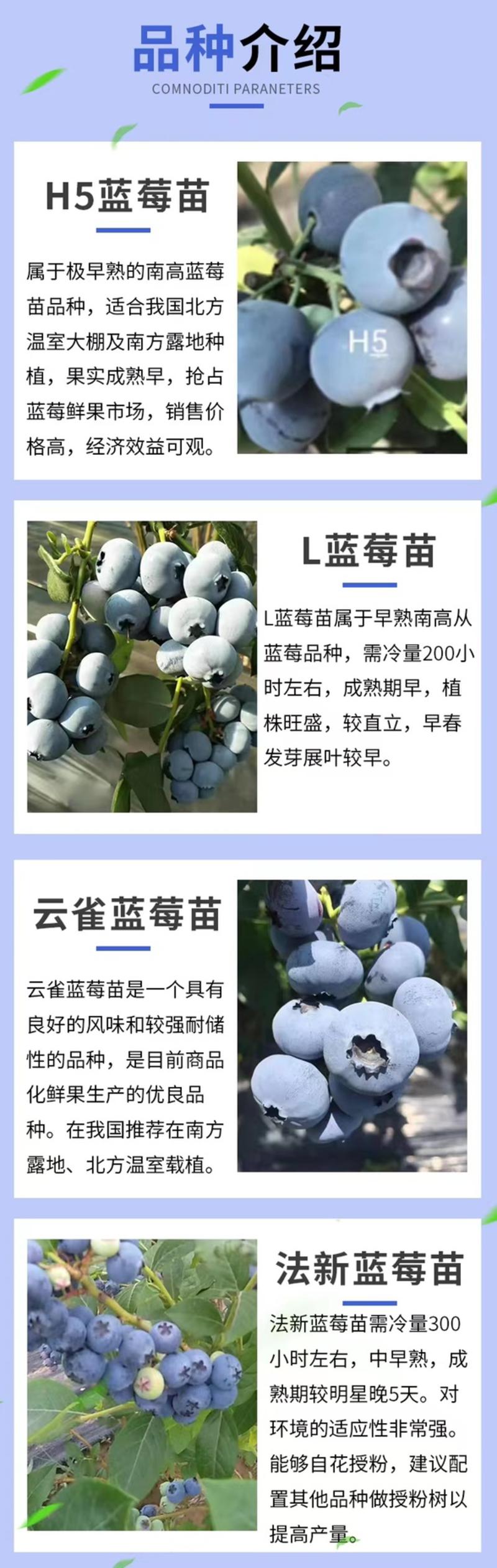 【云雀蓝莓苗】精品好苗，泰安云雀蓝莓苗，规格齐全品种纯正