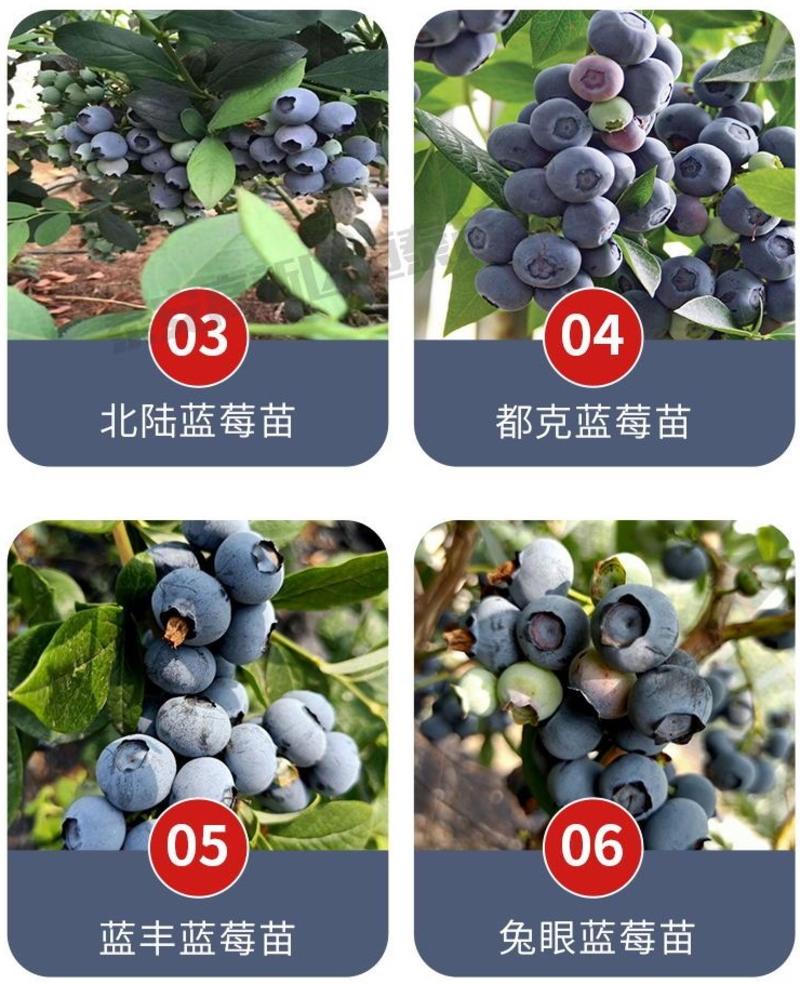 【云雀蓝莓苗】精品好苗，泰安云雀蓝莓苗，规格齐全品种纯正