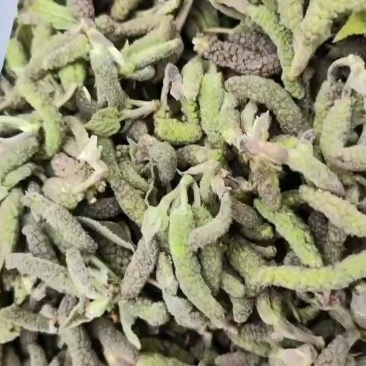 构棒子！又叫构树穗！上市了欢迎各位老板对接！供应电商