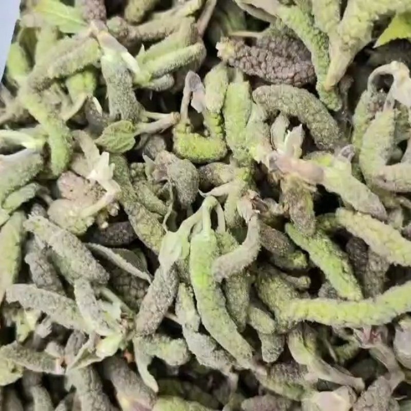 构棒子！又叫构树穗！上市了欢迎各位老板对接！供应电商