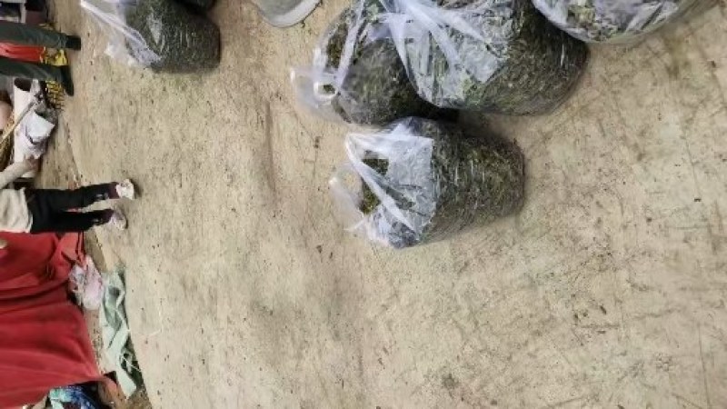 构棒子！又叫构树穗！上市了欢迎各位老板对接！供应电商