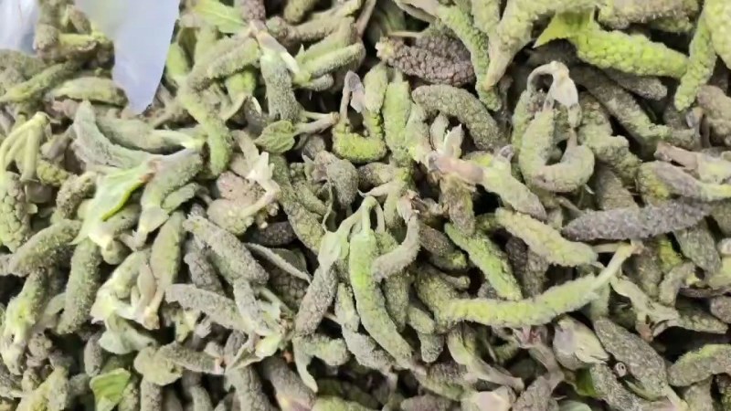 构棒子！又叫构树穗！上市了欢迎各位老板对接！供应电商