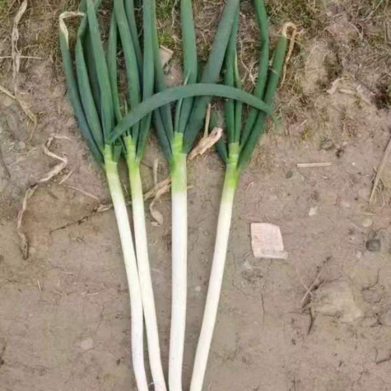 襄阳地区大葱50亩