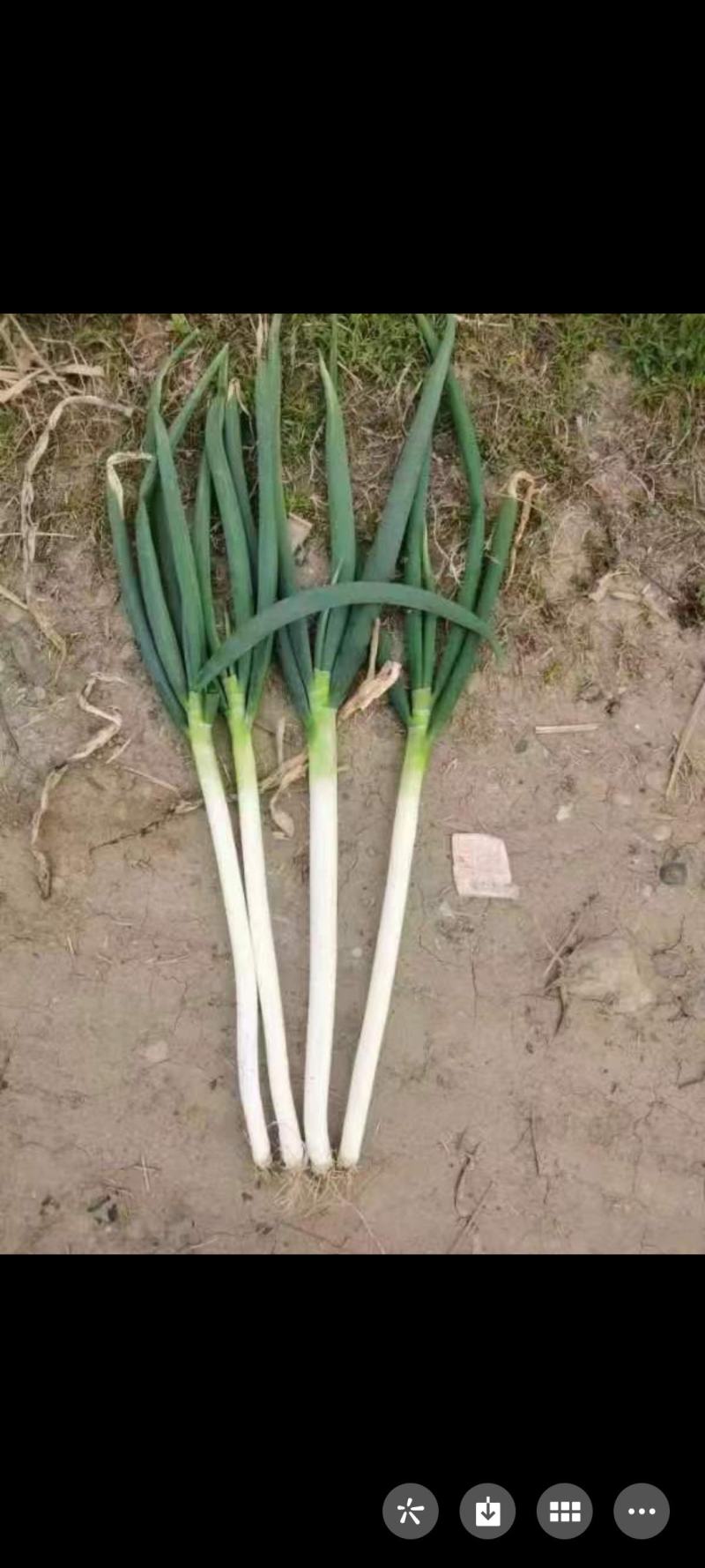 襄阳地区大葱50亩