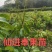 荔枝苗