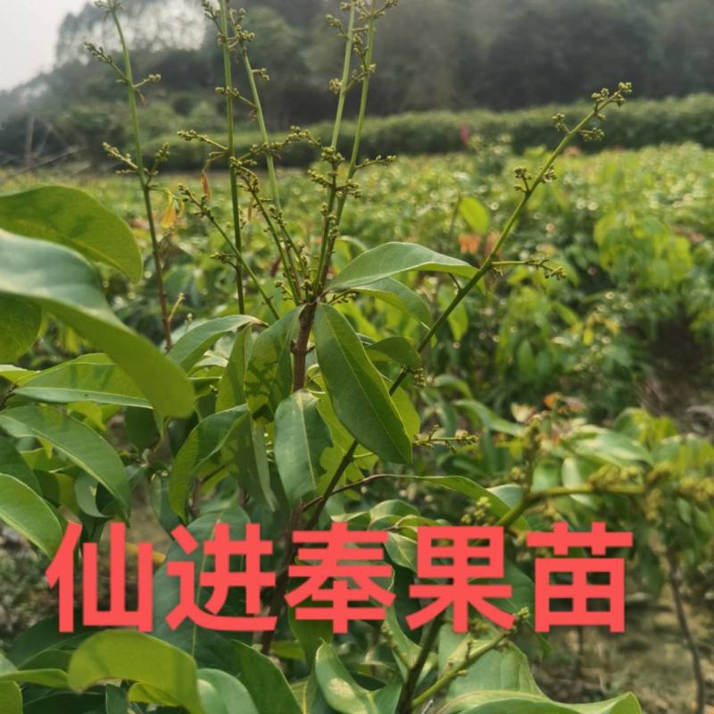 荔枝苗