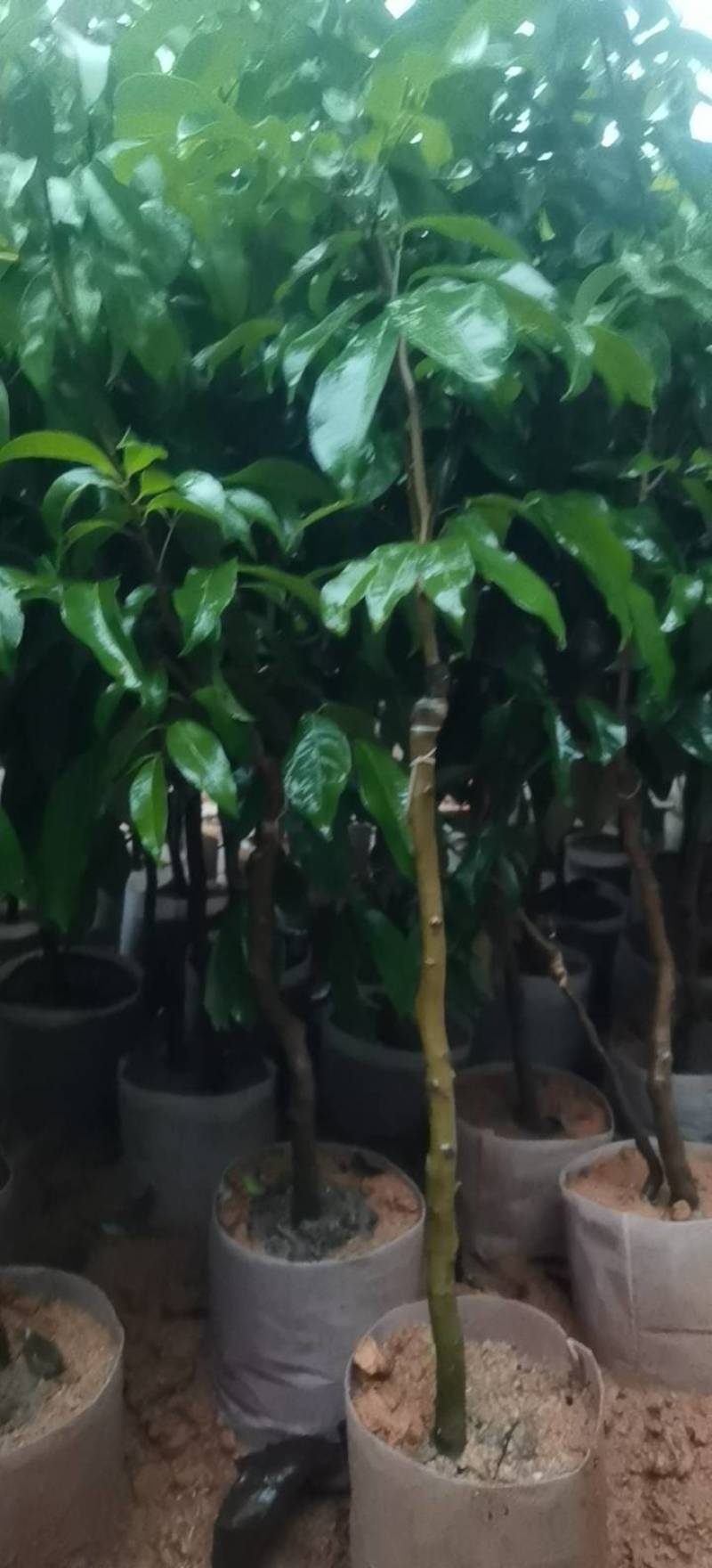 荔枝苗
