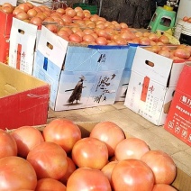 口感型西红柿传奇二号