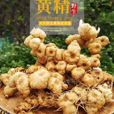 新鲜黄精