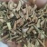 白英片白英