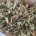 白英片白英