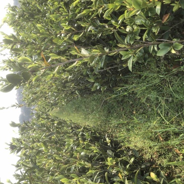 低价出售各种规格油茶苗！湘林210，长林53号等系列