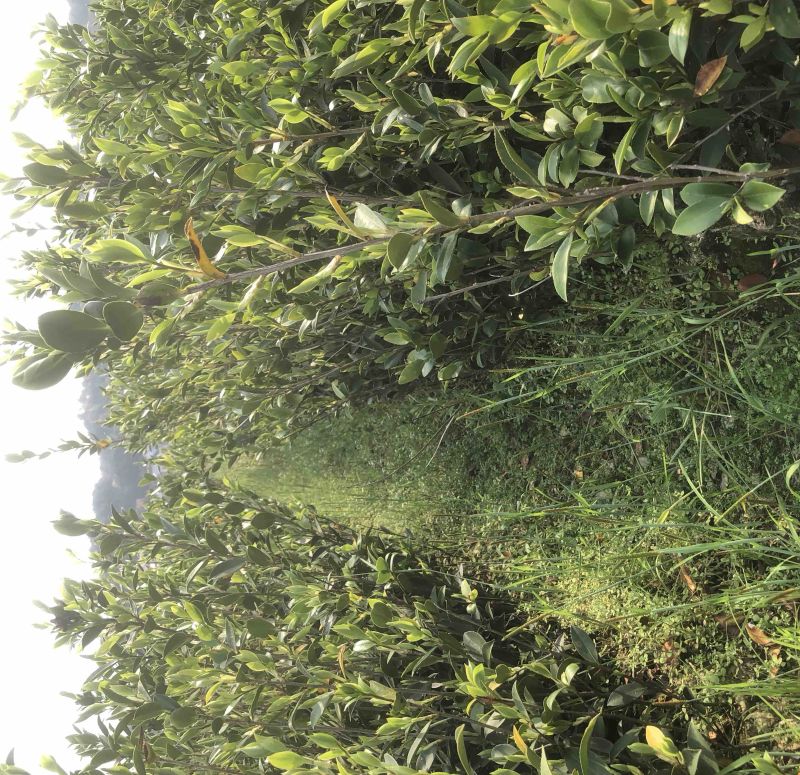 低价出售各种规格油茶苗！湘林210，长林53号等系列