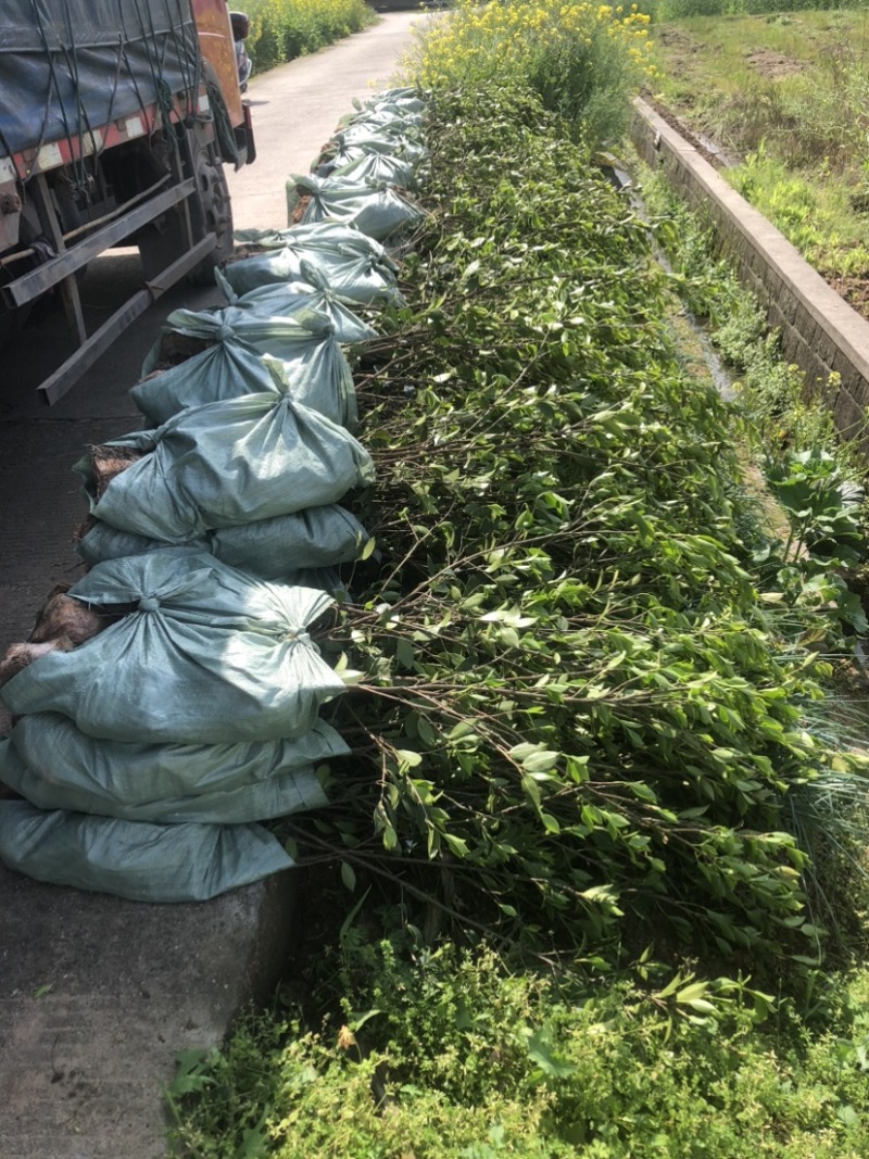 低价出售各种规格油茶苗！湘林210，长林53号等系列