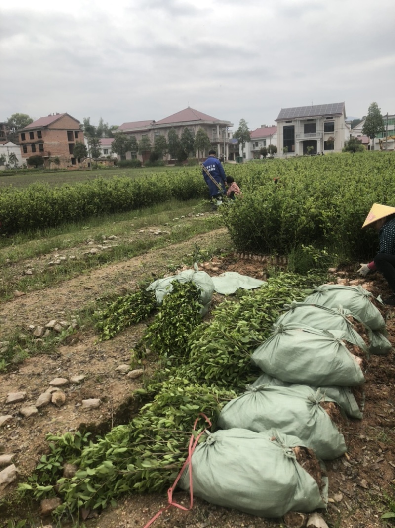 低价出售各种规格油茶苗！湘林210，长林53号等系列