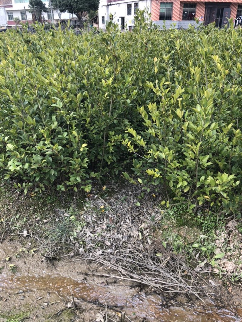 低价出售各种规格油茶苗！湘林210，长林53号等系列