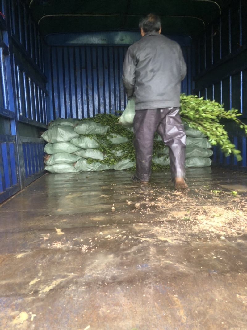 低价出售各种规格油茶苗！湘林210，长林53号等系列