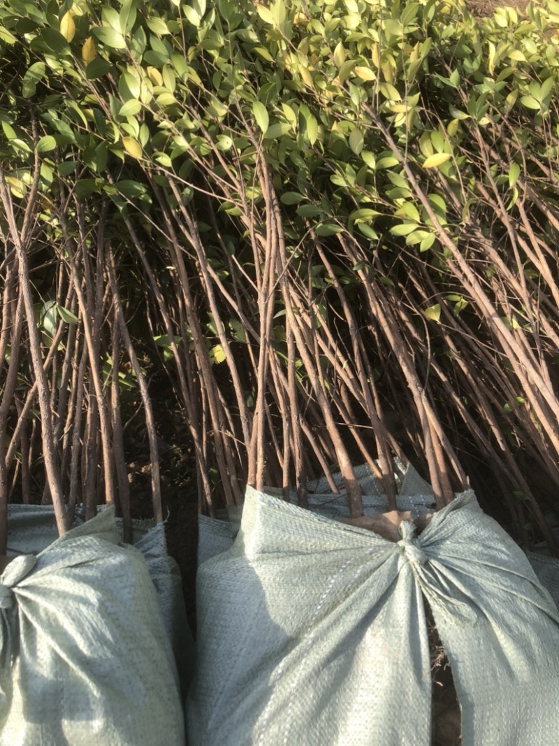 低价出售各种规格油茶苗！湘林210，长林53号等系列