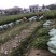 低价出售各种规格油茶苗！湘林210，长林53号等系列