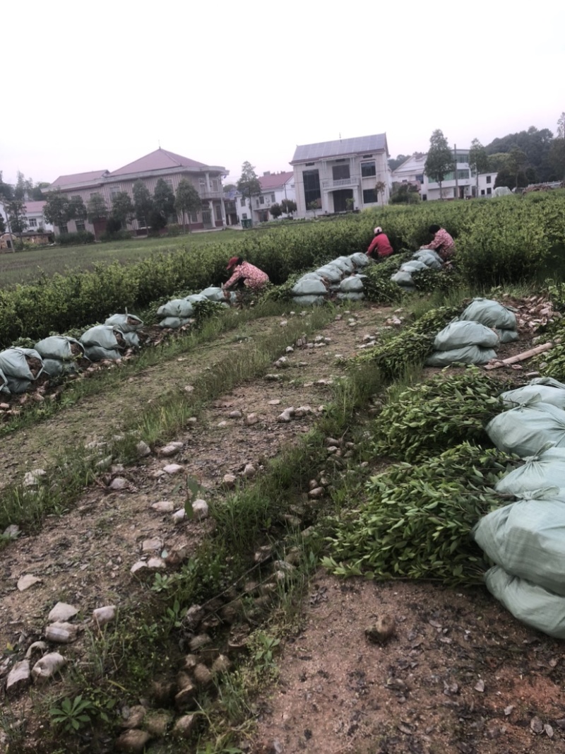 低价出售各种规格油茶苗！湘林210，长林53号等系列