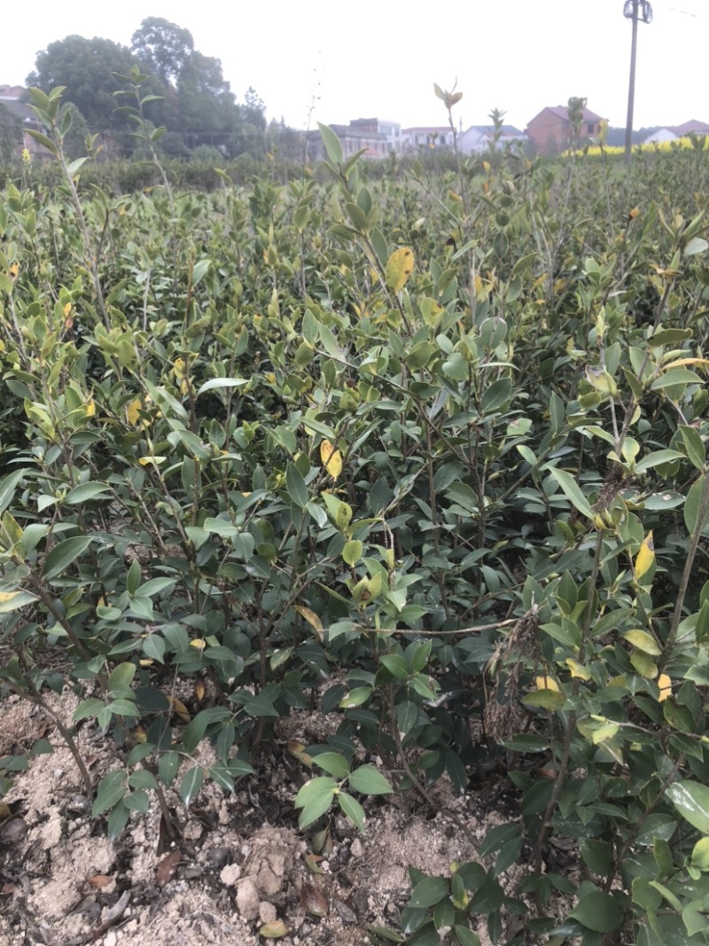 低价出售各种规格油茶苗！湘林210，长林53号等系列