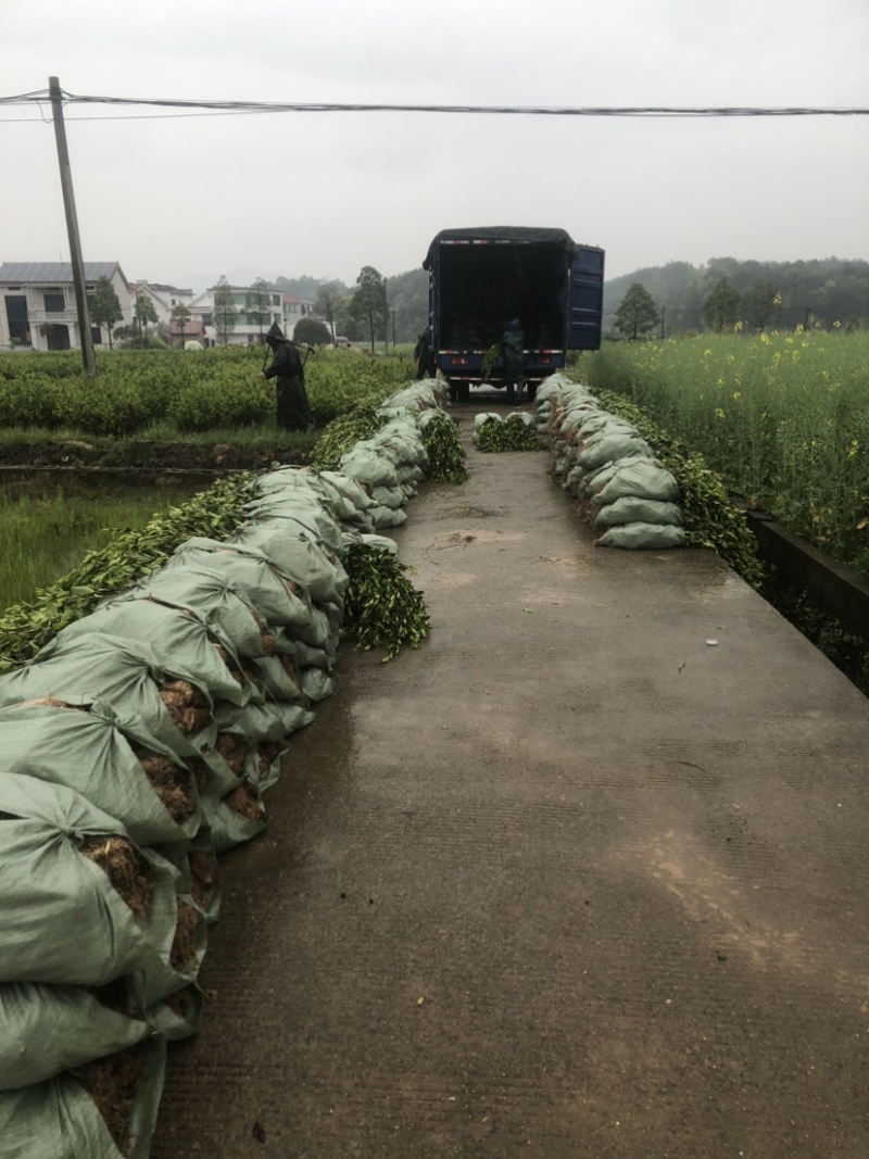 低价出售各种规格油茶苗！湘林210，长林53号等系列