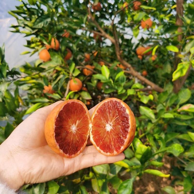 【精选】橙子血橙大量供应品质保证甜度高水分足