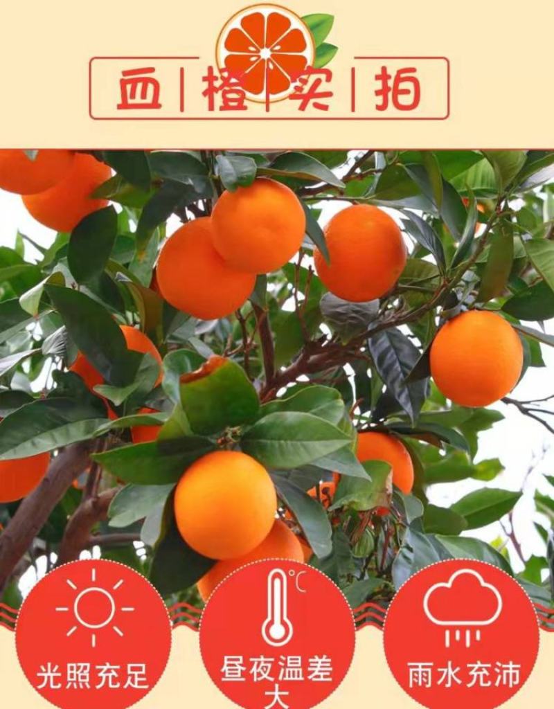 【精选】橙子血橙大量供应品质保证甜度高水分足