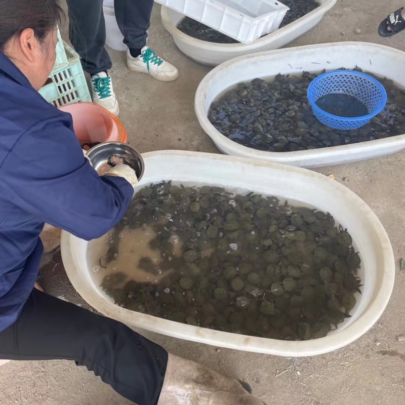 苗类乌龟苗，甲鱼老甲鱼，都有货，价格优惠