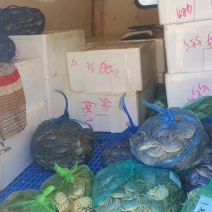 常年批发河蟹规格山东大闸蟹