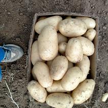 大棚土豆，黄心土豆，v七系列，荷兰土豆，沃土，等几个品种