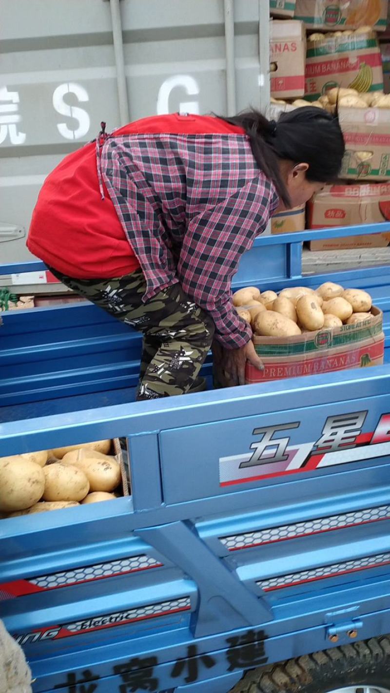 大棚土豆，黄心土豆，v七系列，荷兰土豆，沃土，等几个品种