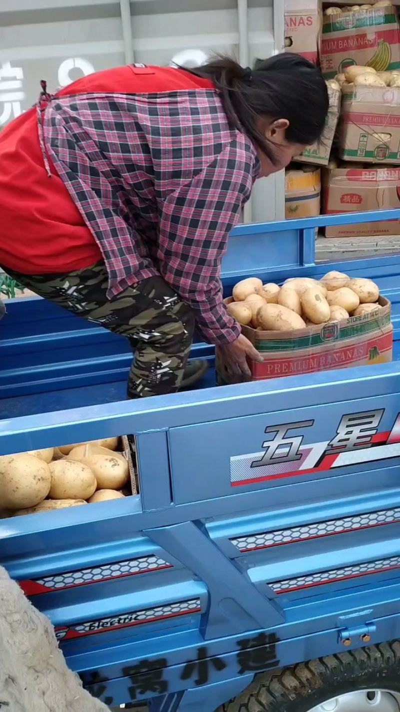 大棚土豆，黄心土豆，v七系列，荷兰土豆，沃土，等几个品种