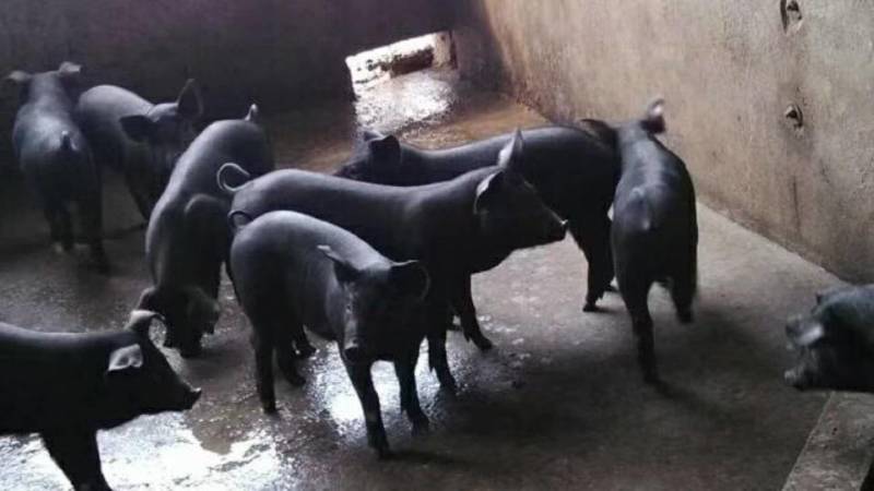 仔猪三元仔猪品种优良防疫到位，备案车辆送猪到家