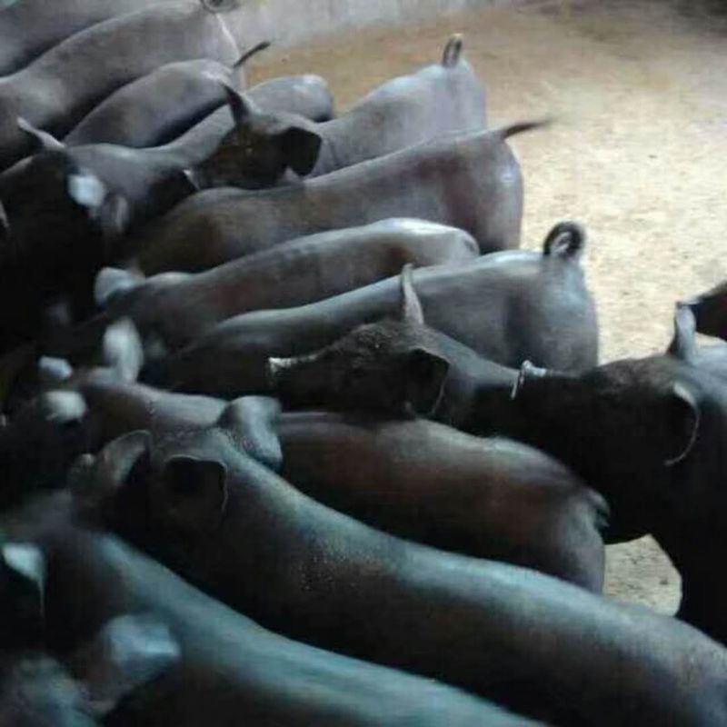 仔猪三元仔猪品种优良防疫到位，备案车辆送猪到家