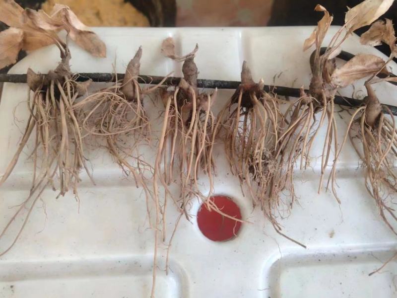 【优选商家】条形朱砂点苗，保纯，货源充足，基地一手货源