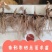 【优选商家】条形朱砂点苗，保纯，货源充足，基地一手货源