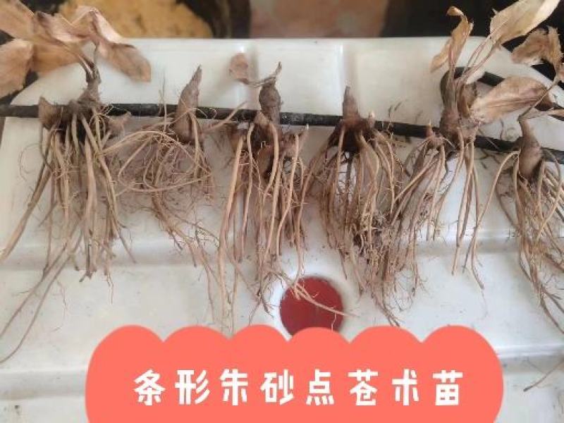 【优选商家】条形朱砂点苗，保纯，货源充足，基地一手货源