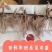 【优选商家】条形朱砂点苗，保纯，货源充足，基地一手货源