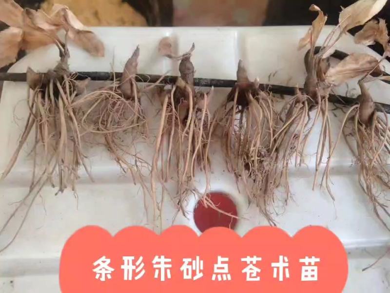 【优选商家】条形朱砂点苗，保纯，货源充足，基地一手货源