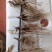 【优选商家】条形朱砂点苗，保纯，货源充足，基地一手货源