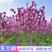 紫白黄红玉兰2公分19.9元耐寒耐冻庭院别墅南北方栽种